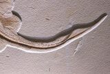 Exceptionally Large, Fossil Stingray - Wyoming #368994-3